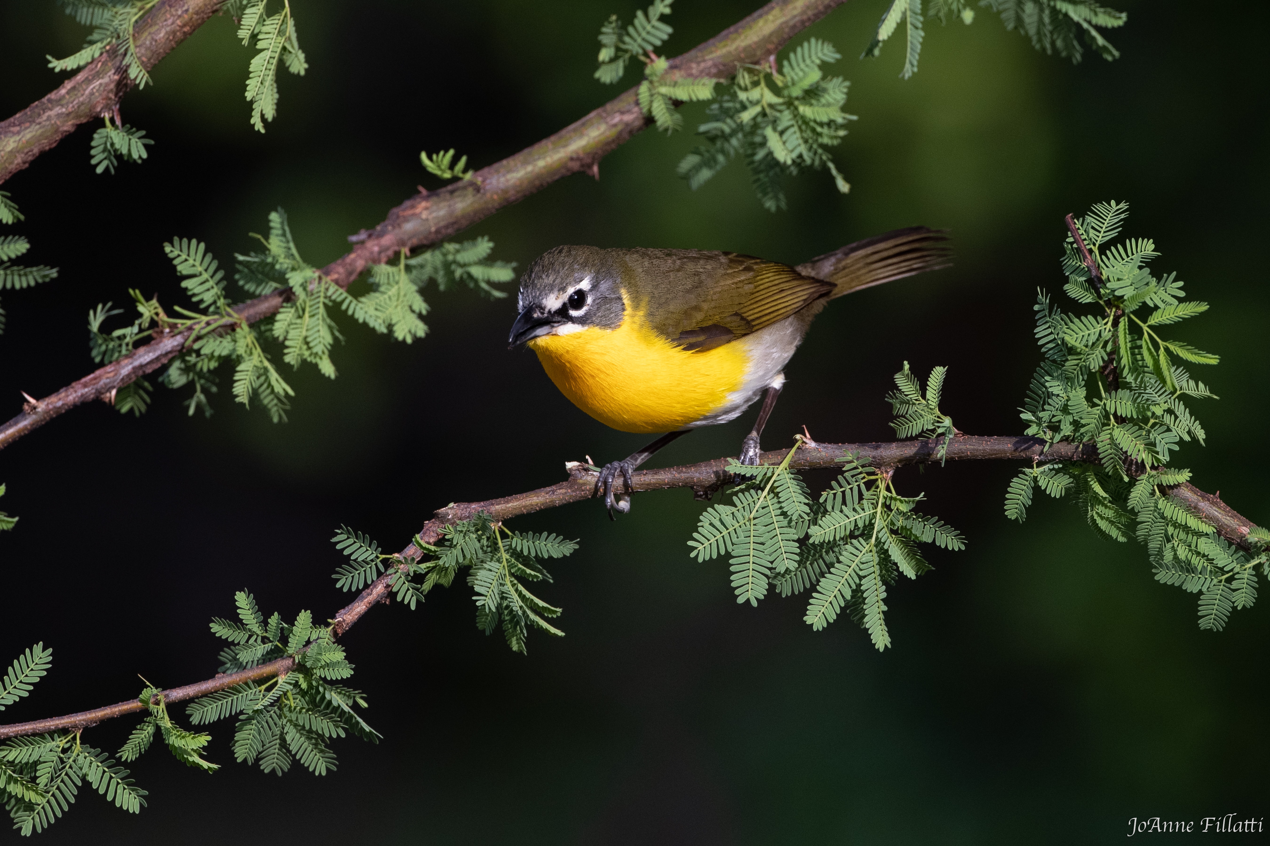 bird of Galveston Island image 5